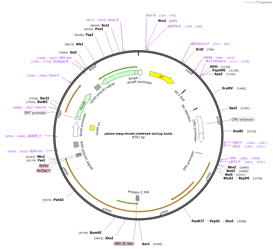 157473-plasmid-map-sequence-id-488901