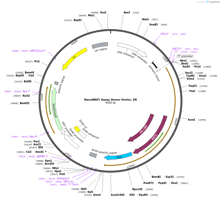 236931-plasmid-map-sequence-id-488902