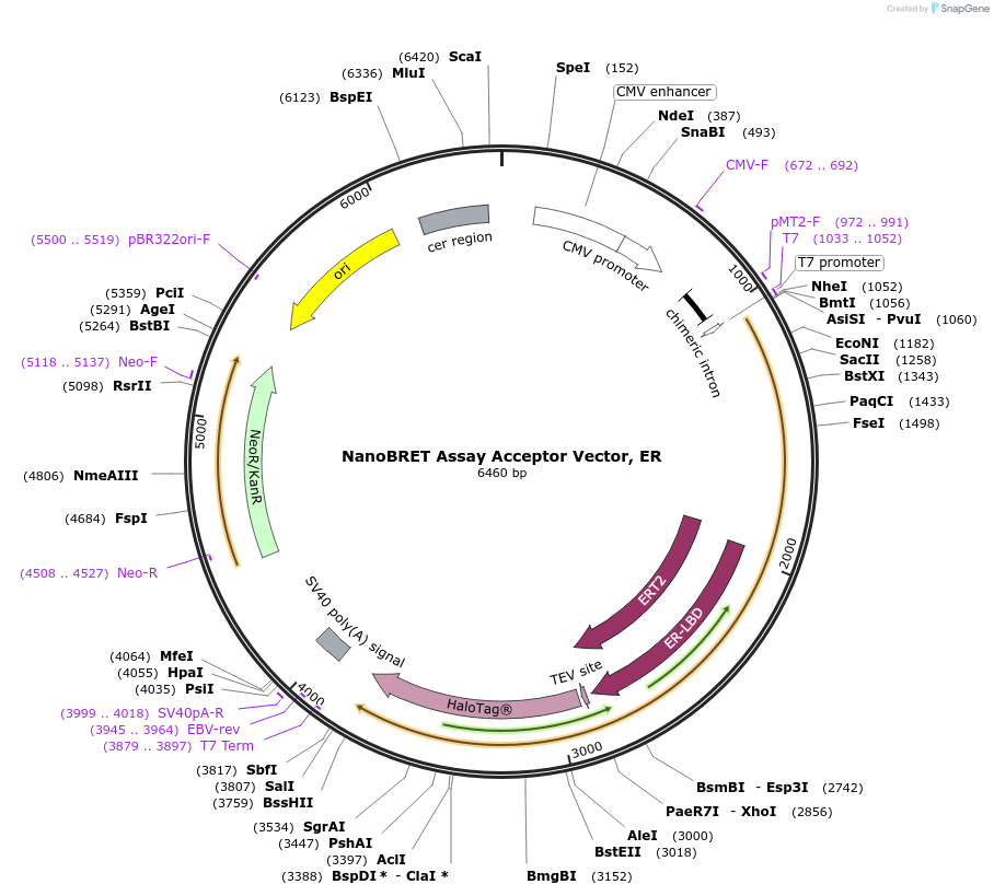 236932-plasmid-map-sequence-id-488903