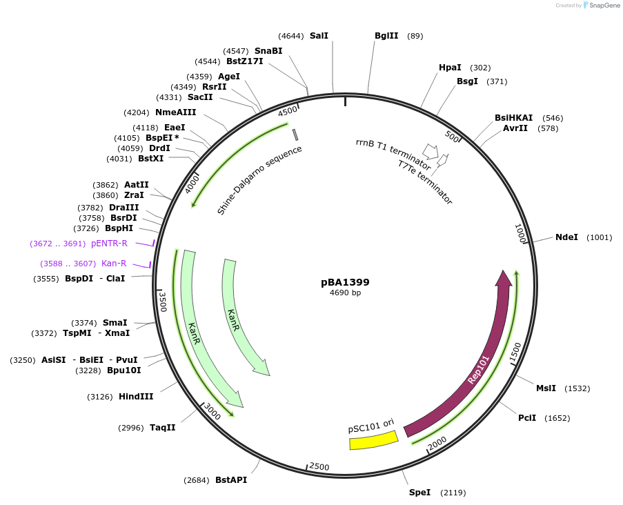 246060-plasmid-map-sequence-id-488904