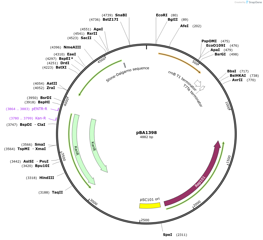 246059-plasmid-map-sequence-id-488905