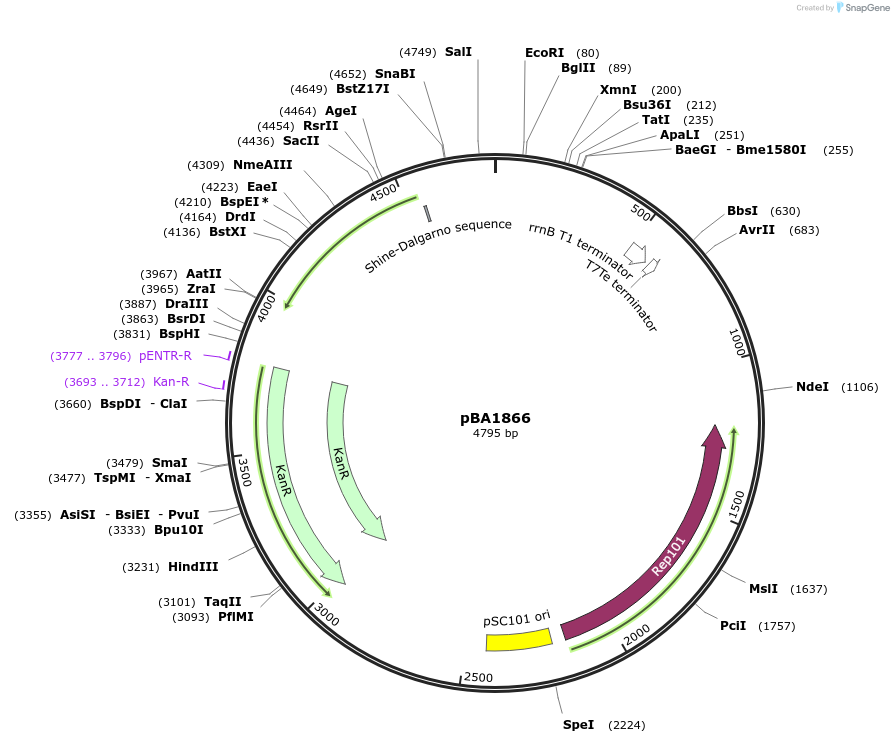 246069-plasmid-map-sequence-id-488906
