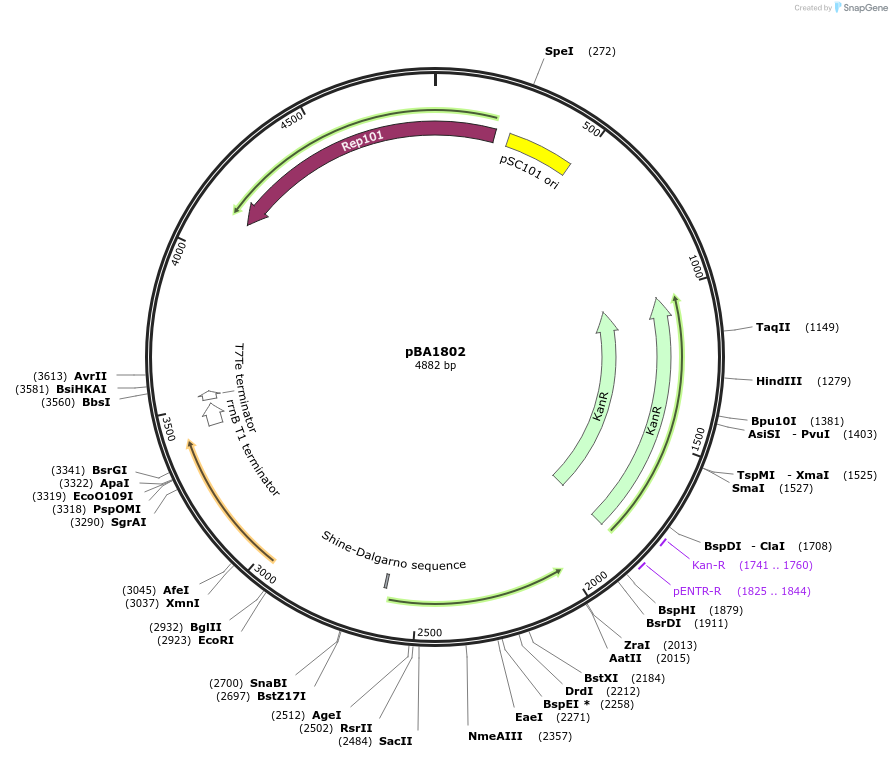 246067-plasmid-map-sequence-id-488908