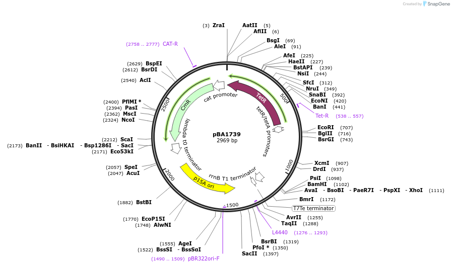 246064-plasmid-map-sequence-id-488910