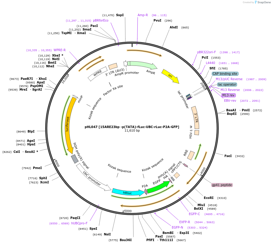 246422-plasmid-map-sequence-id-488911