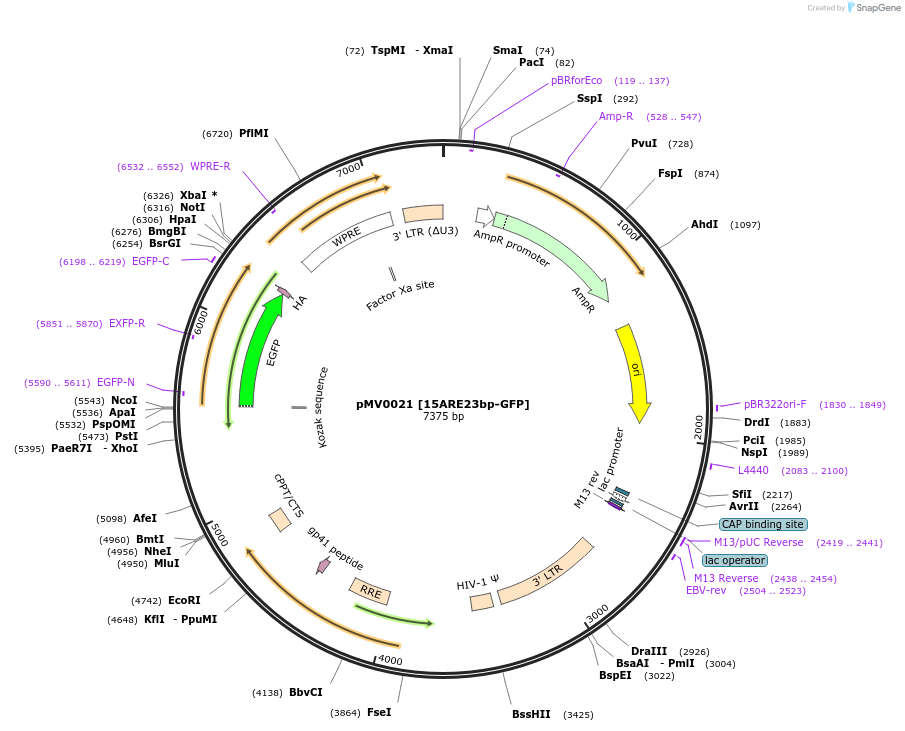 246420-plasmid-map-sequence-id-488912