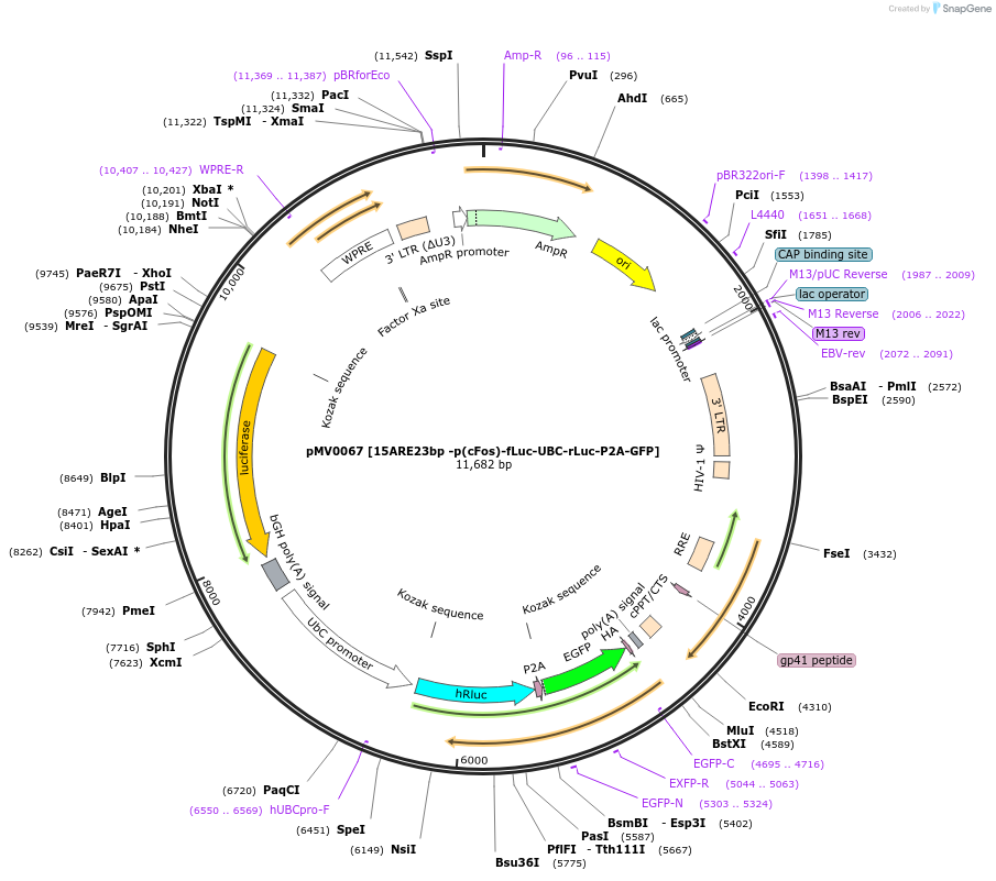 246421-plasmid-map-sequence-id-488913