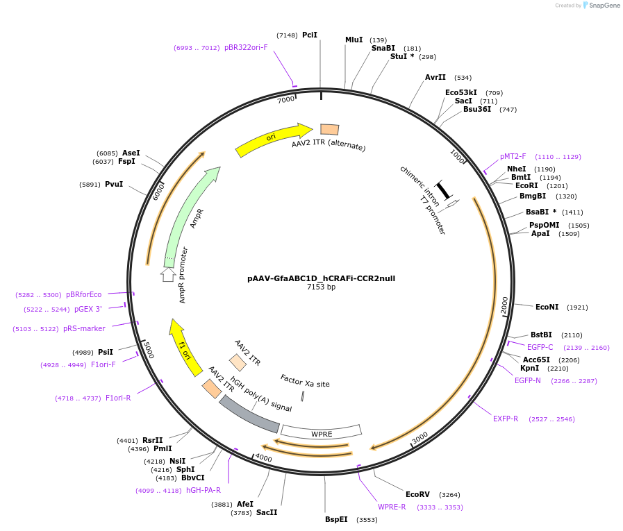 239665-plasmid-map-sequence-id-488915