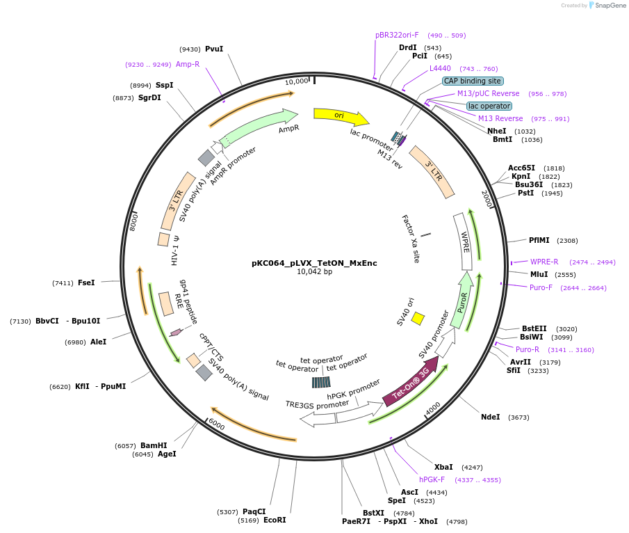242116-plasmid-map-sequence-id-488917