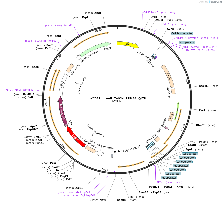 242117-plasmid-map-sequence-id-488918