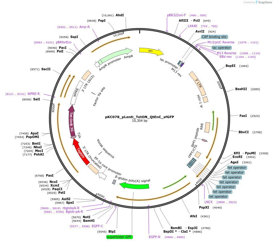 242121-plasmid-map-sequence-id-488923