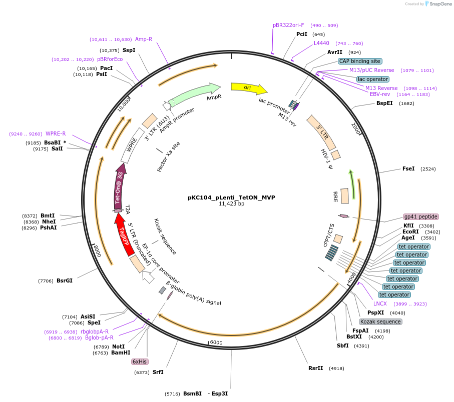 242111-plasmid-map-sequence-id-488925