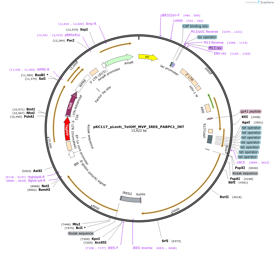 242113-plasmid-map-sequence-id-488926