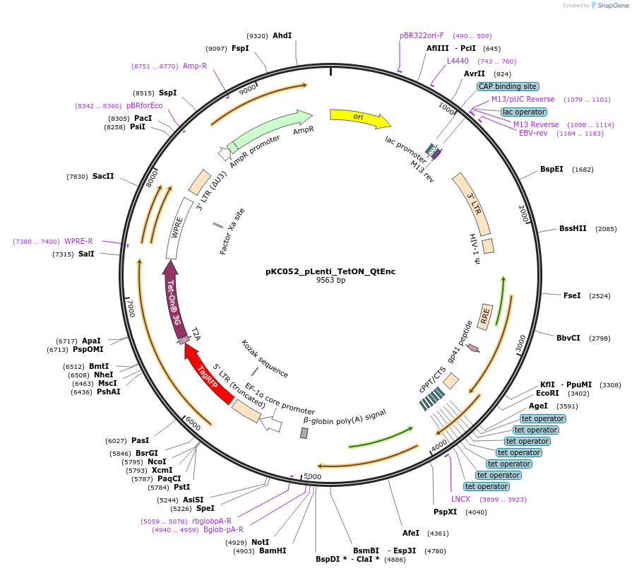 242114-plasmid-map-sequence-id-488928