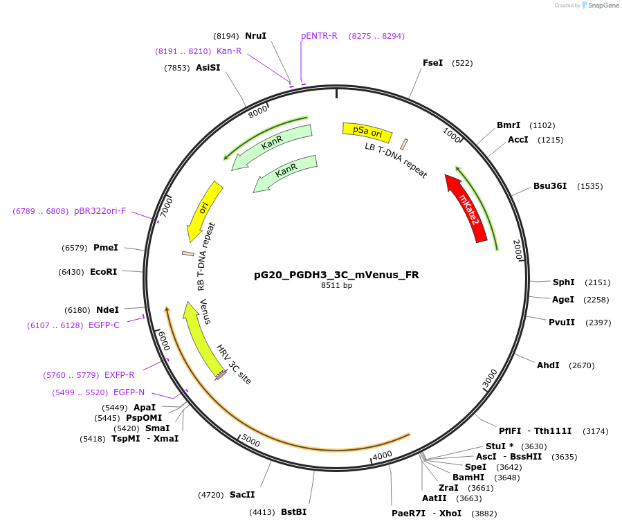 244963-plasmid-map-sequence-id-488941