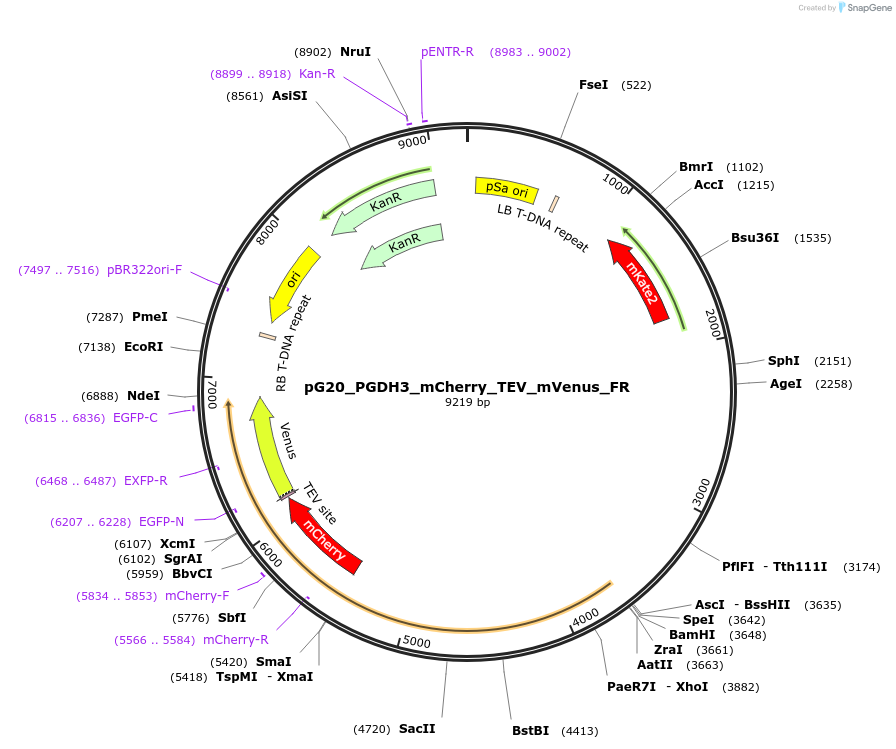 244964-plasmid-map-sequence-id-488942