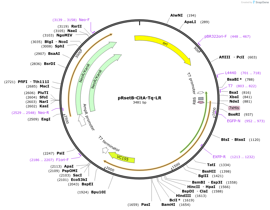 241830-plasmid-map-sequence-id-488944