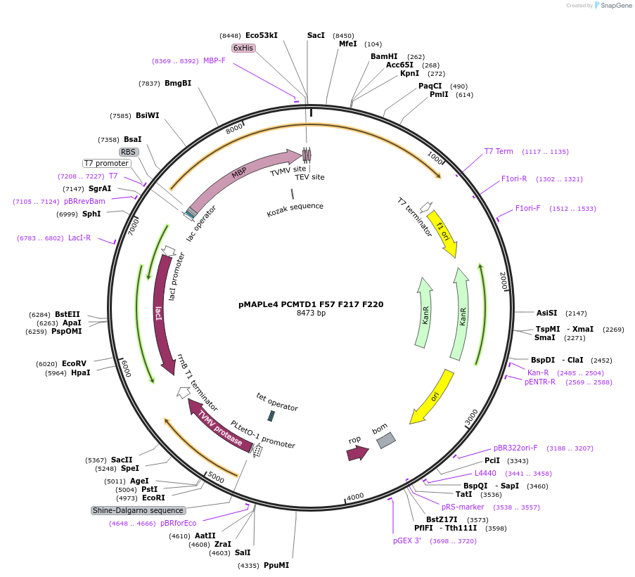246505-plasmid-map-sequence-id-488946