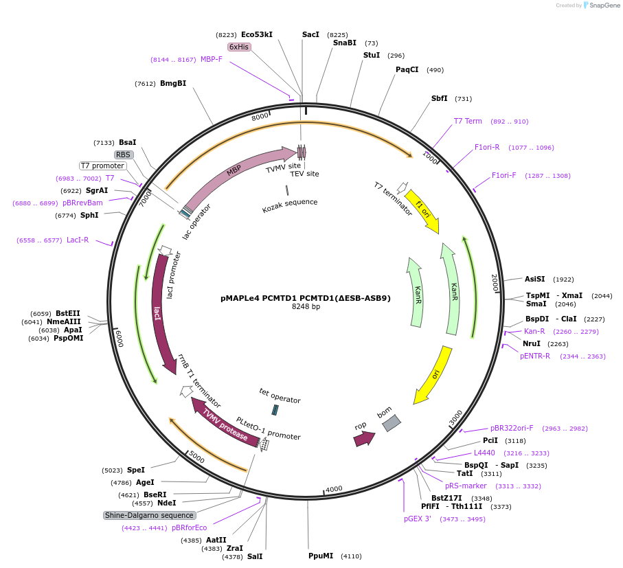 246507-plasmid-map-sequence-id-488948