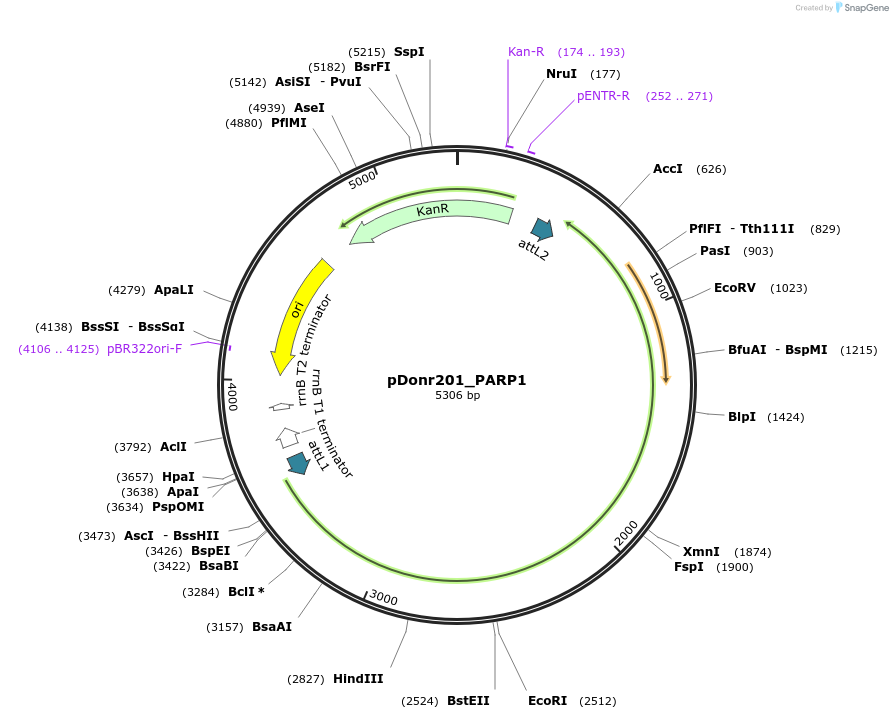 240317-plasmid-map-sequence-id-488952