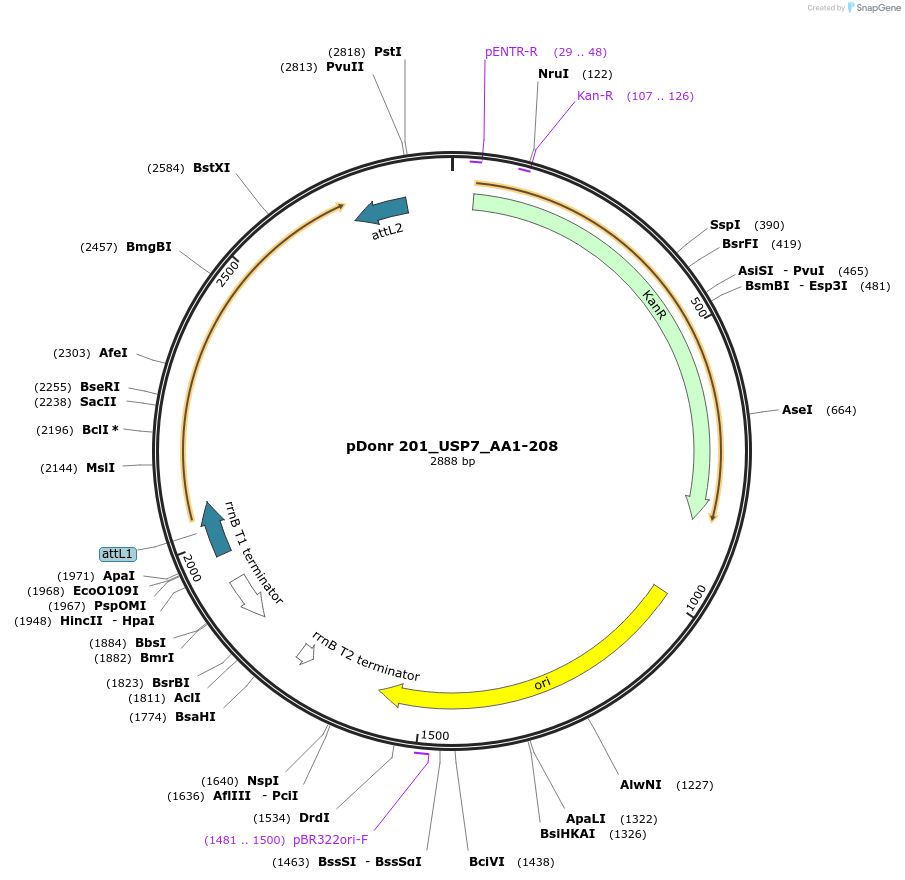 240321-plasmid-map-sequence-id-488953