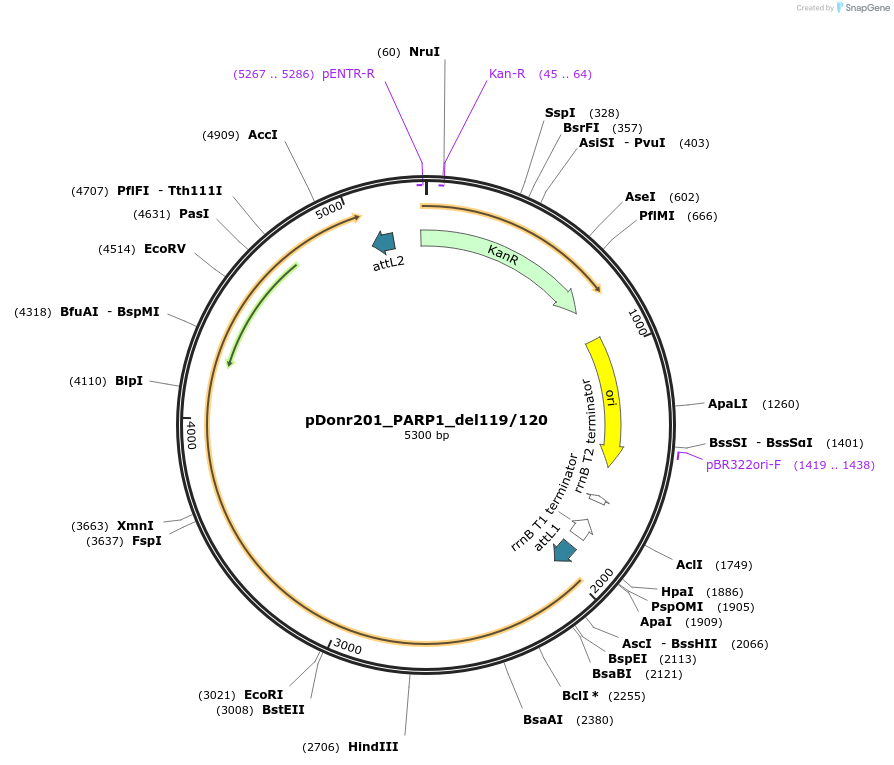 240318-plasmid-map-sequence-id-488954