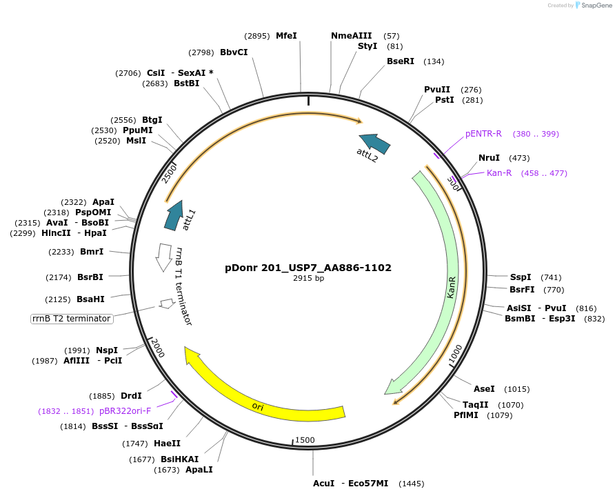 240326-plasmid-map-sequence-id-488958