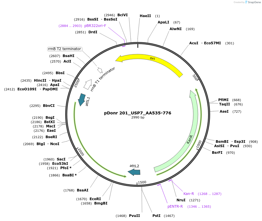 240322-plasmid-map-sequence-id-488961