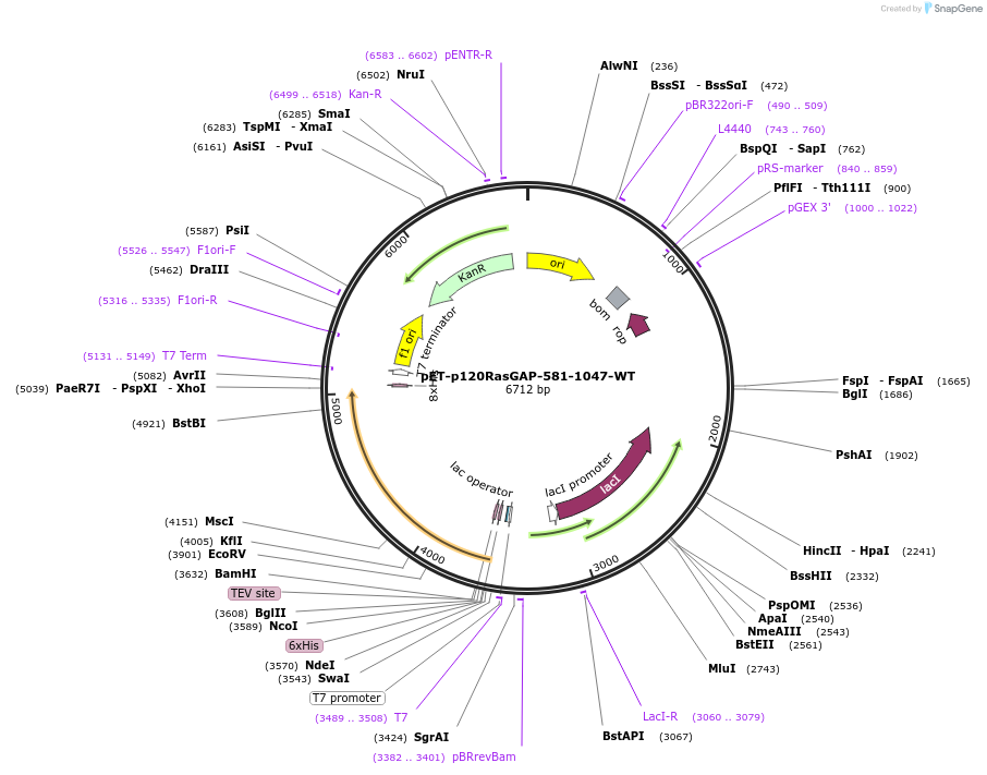 246487-plasmid-map-sequence-id-488963