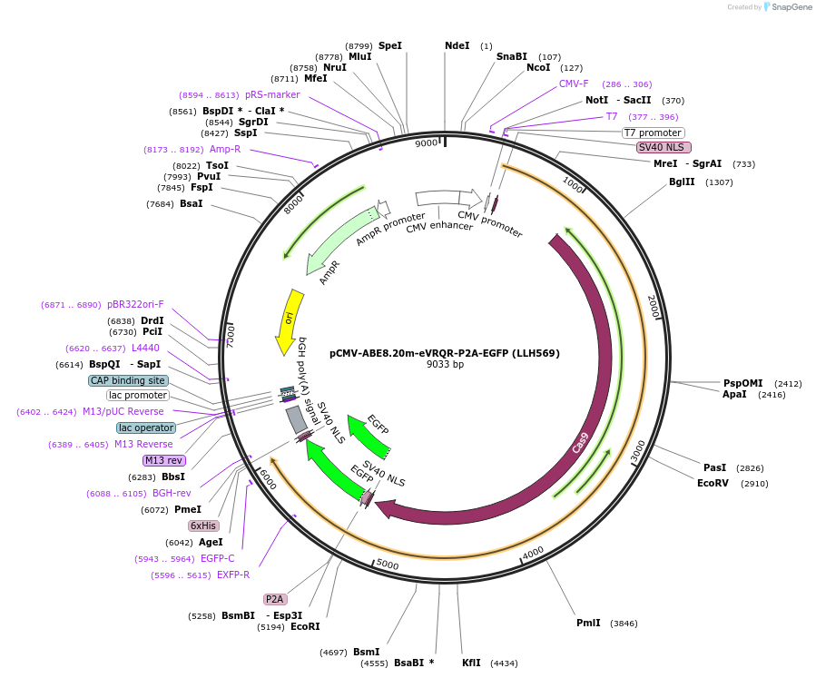 242656-plasmid-map-sequence-id-488970