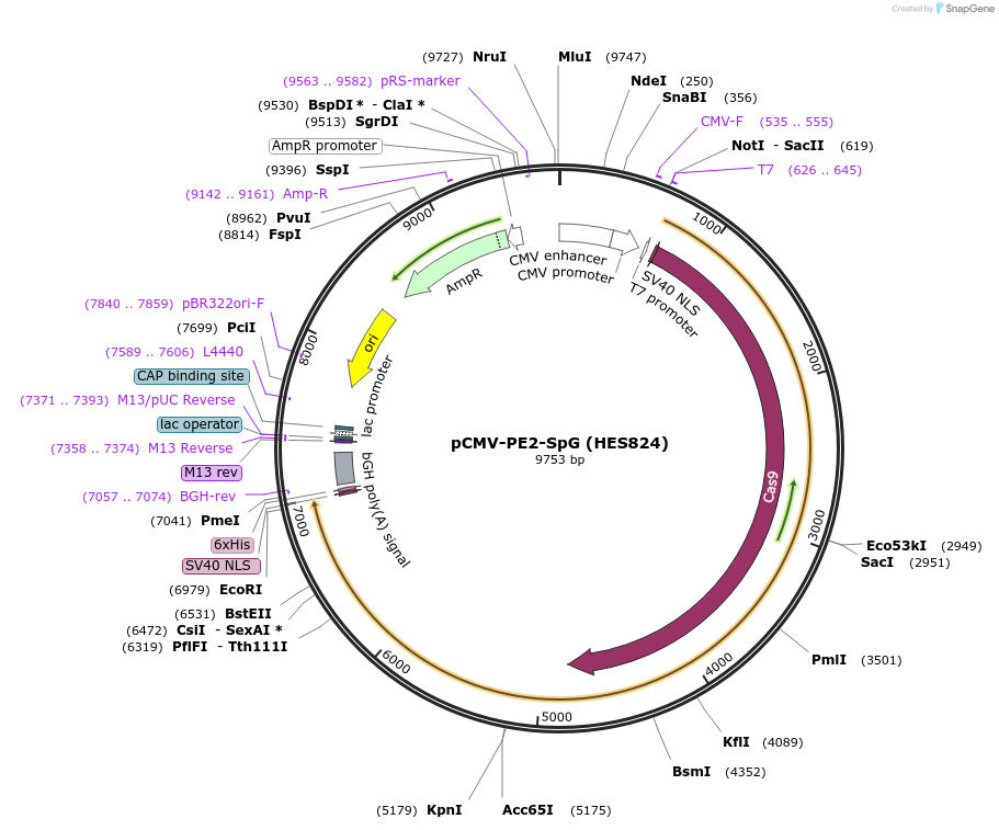 242689-plasmid-map-sequence-id-488972