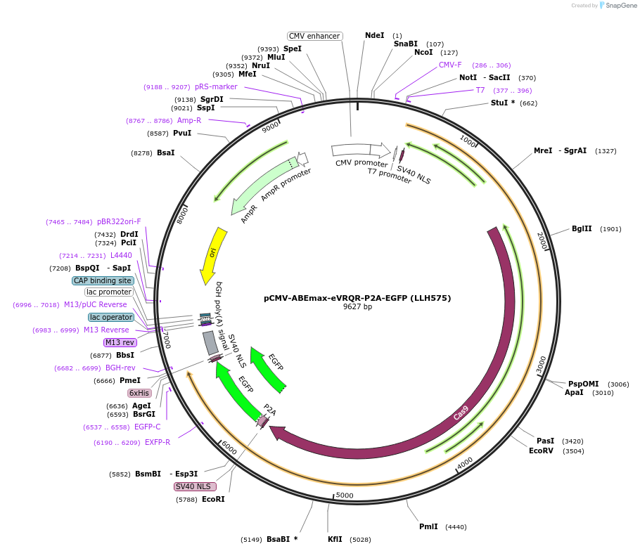 242654-plasmid-map-sequence-id-488975