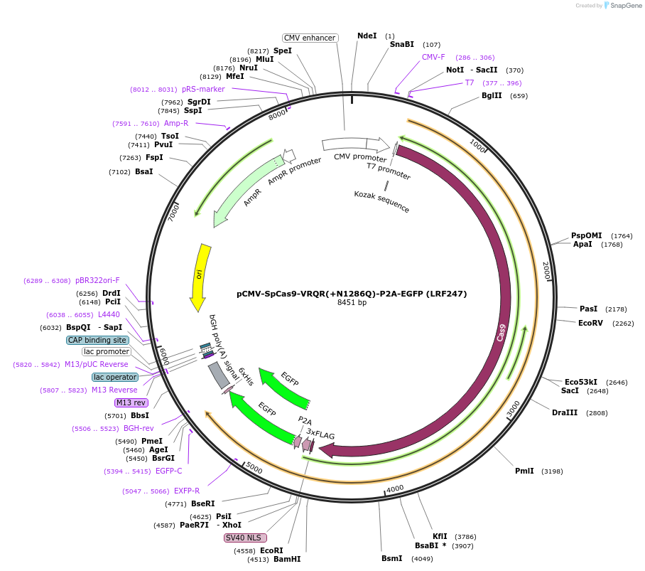 242677-plasmid-map-sequence-id-488986