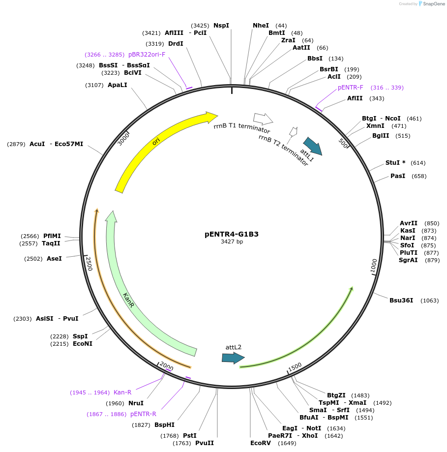 245067-plasmid-map-sequence-id-488992