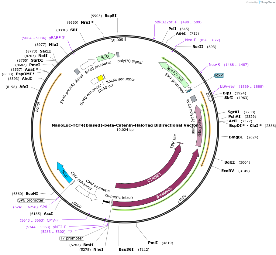 238680-plasmid-map-sequence-id-488997