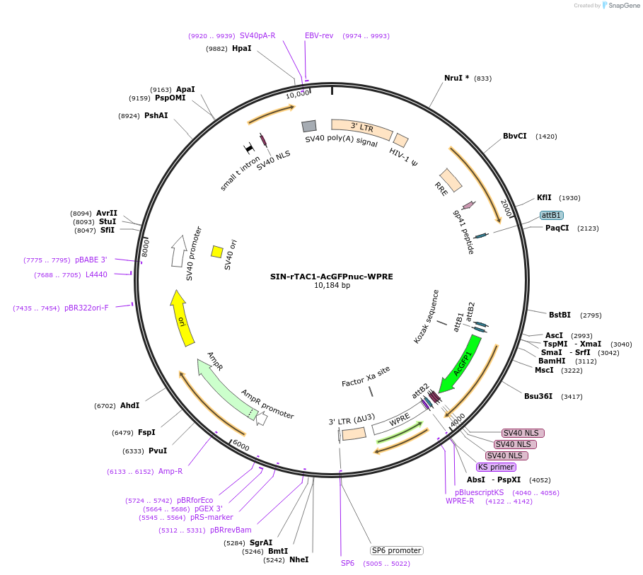 245089-plasmid-map-sequence-id-489023