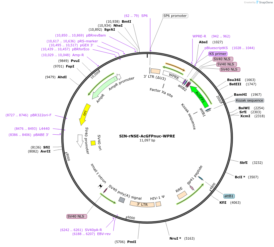 245088-plasmid-map-sequence-id-489025