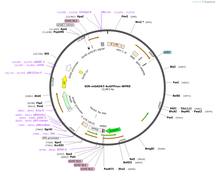 245086-plasmid-map-sequence-id-489031
