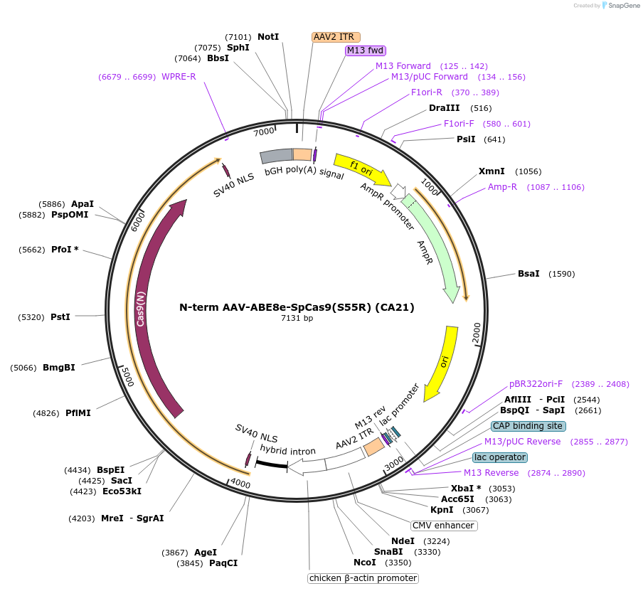 242659-plasmid-map-sequence-id-489035