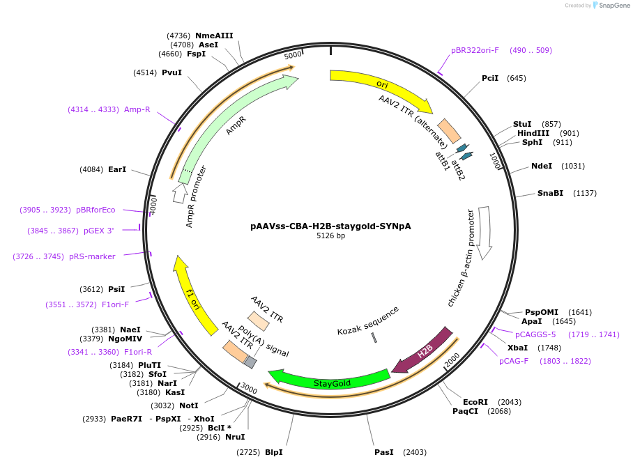 245085-plasmid-map-sequence-id-489036