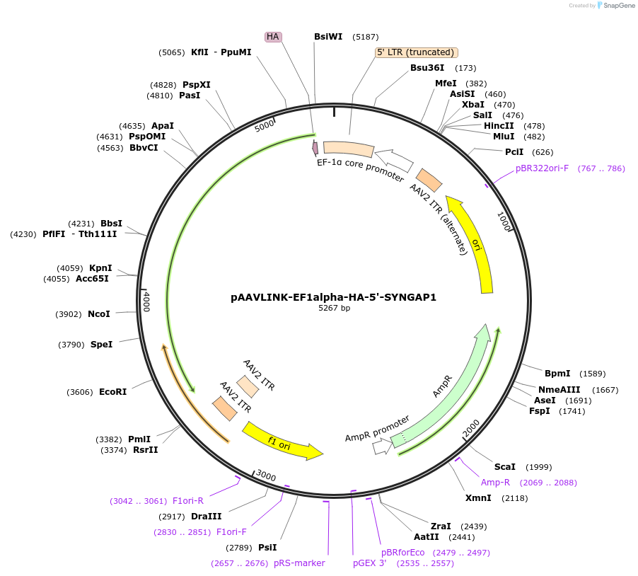 244264-plasmid-map-sequence-id-489075