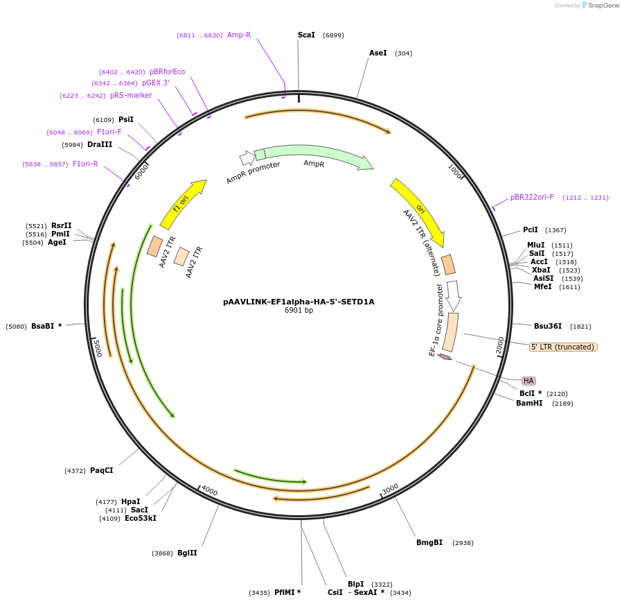 244272-plasmid-map-sequence-id-489077