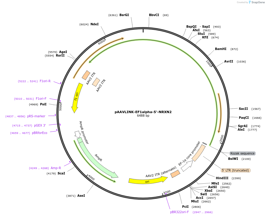 244274-plasmid-map-sequence-id-489078