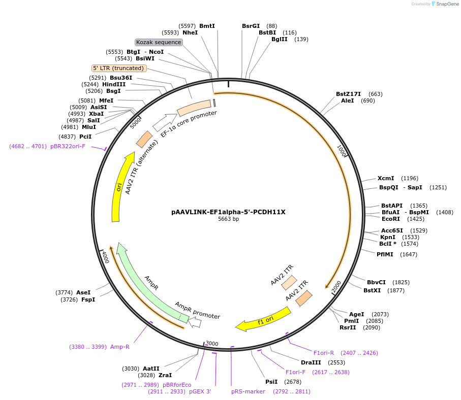244312-plasmid-map-sequence-id-489080