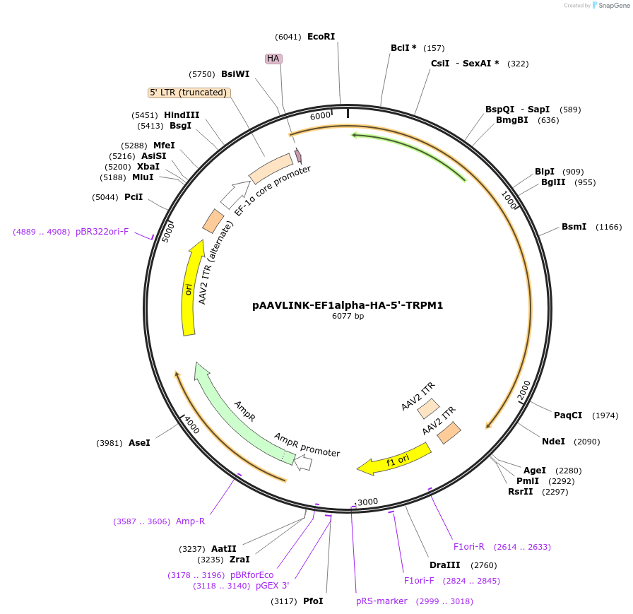 244332-plasmid-map-sequence-id-489082