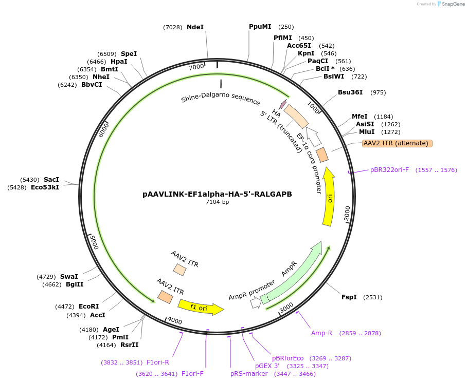 244258-plasmid-map-sequence-id-489084