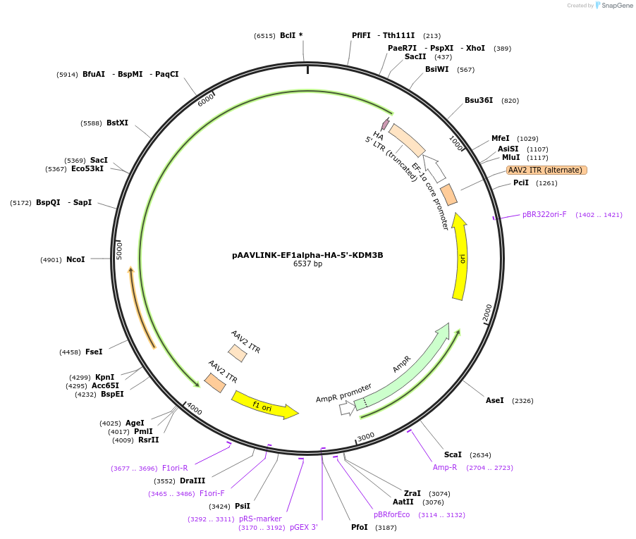 244276-plasmid-map-sequence-id-489085