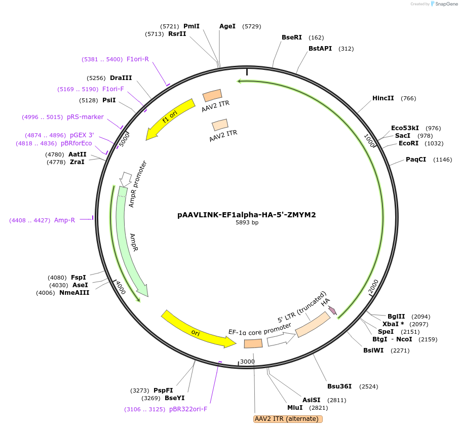244304-plasmid-map-sequence-id-489086