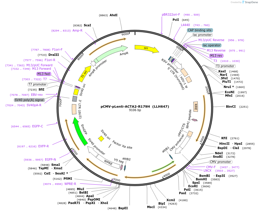 242683-plasmid-map-sequence-id-489089