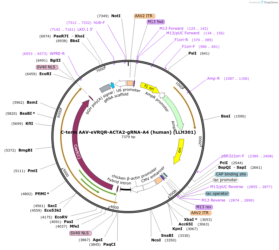 242661-plasmid-map-sequence-id-489090